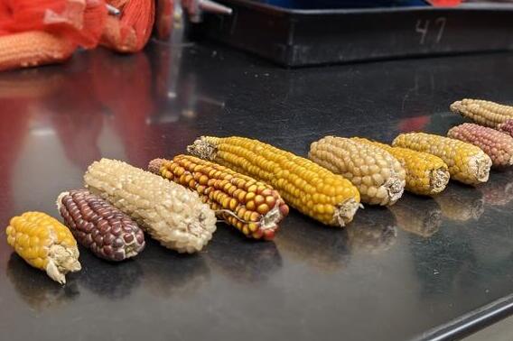 Illinois study reveals genetic secrets of America's favorite snack