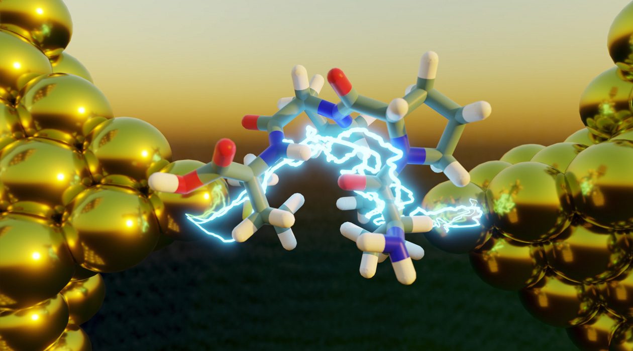 Electron transport, the energy-generating process inside living cells that enables photosynthesis and respiration, is enhanced in peptides with a collapsed, folded structure