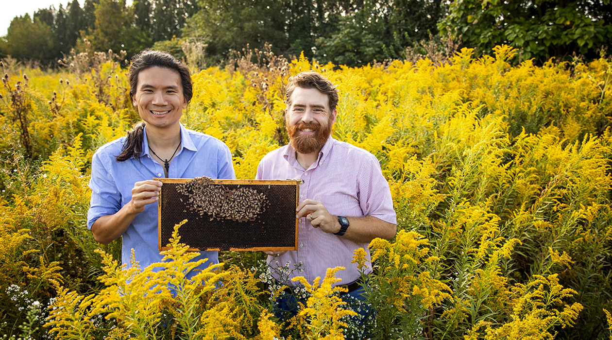 Illinois entomology professor Adam Dolezal, right, and graduate student Edward Hsieh found that pollen from natural sources enhances honey bee resilience when the bees are exposed to agricultural chemicals and infected with Israeli Acute Paralysis Virus. 