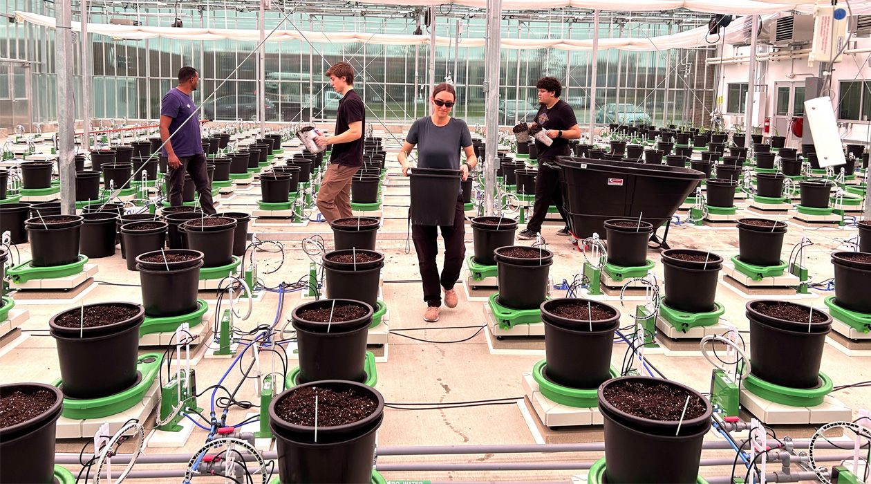 Researchers start the first experiment with sugarcane in the greenhouse. Credit: John Hodge/CABBI