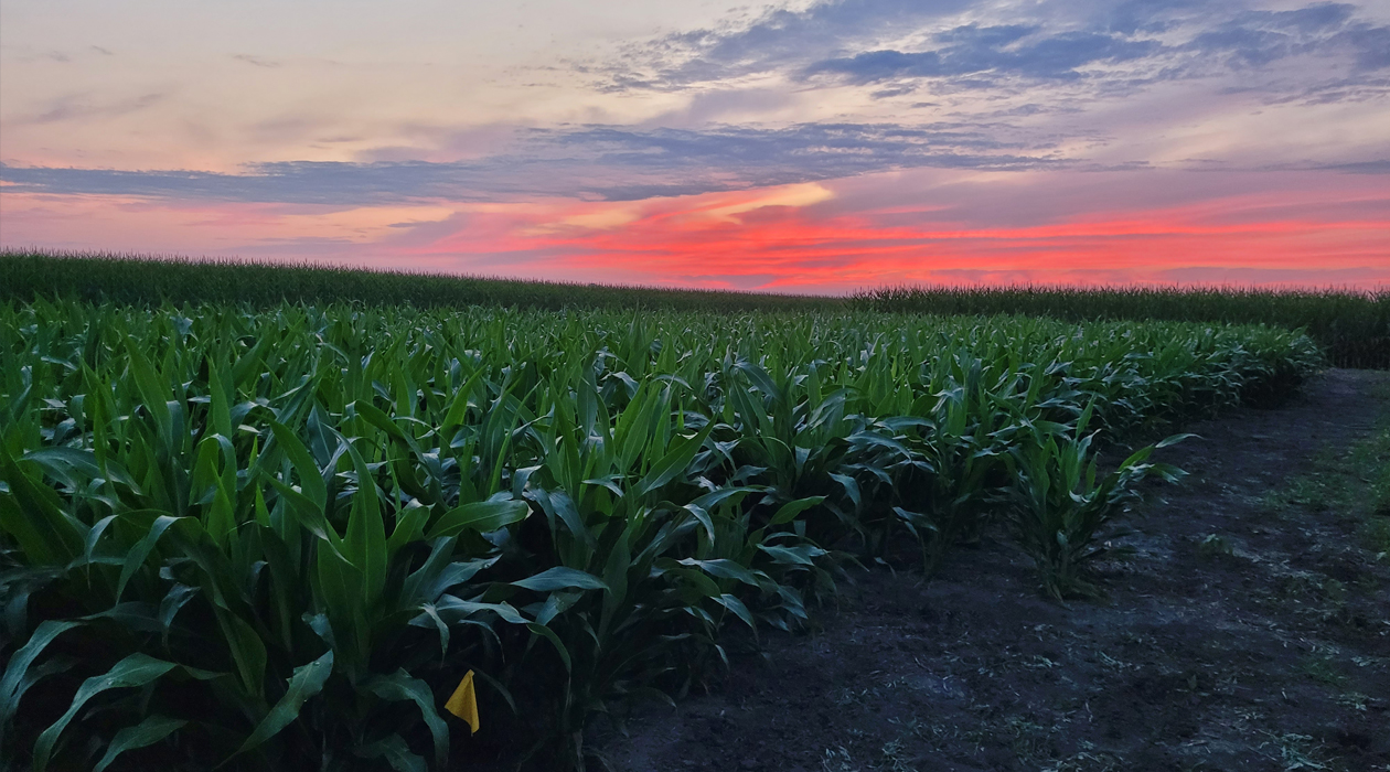 As part of the Tansley Review, the trio discuss their own research in increasing Rubisco in sorghum, as shown in these 2023 field trials. The authors believe improving rubisco could be part of short-term, and long-term efforts to meet the growing global food demand. Credit: Coralie Salesse-Smith