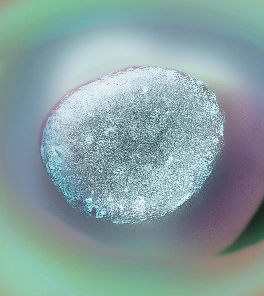 World in a grain<br />
Zeiss Apotome, Zeiss LSM 710 NLO