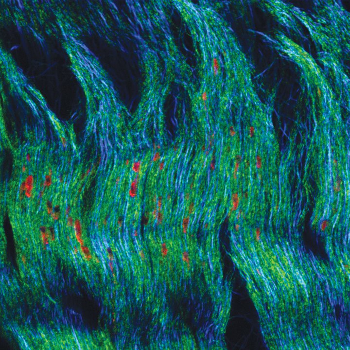 Warp and weft<br />
Zeiss LSM 710 Confocal Microscope