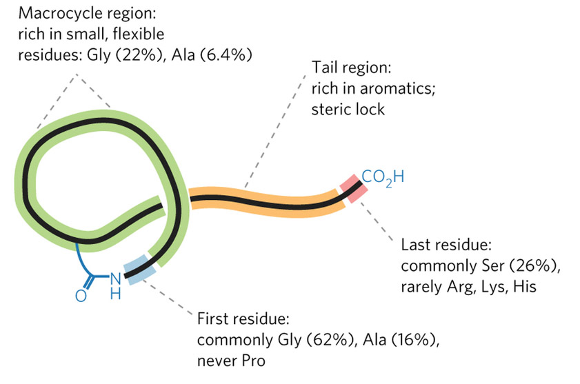  Lasso peptide structural features and common residues mined from RODEO analysis