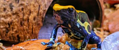 The role of toe tapping behavior in poison frogs is poorly understood.