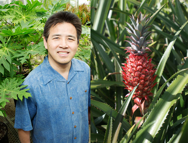 The newly sequenced variety of this study, Ananas comosus var. bracteatus