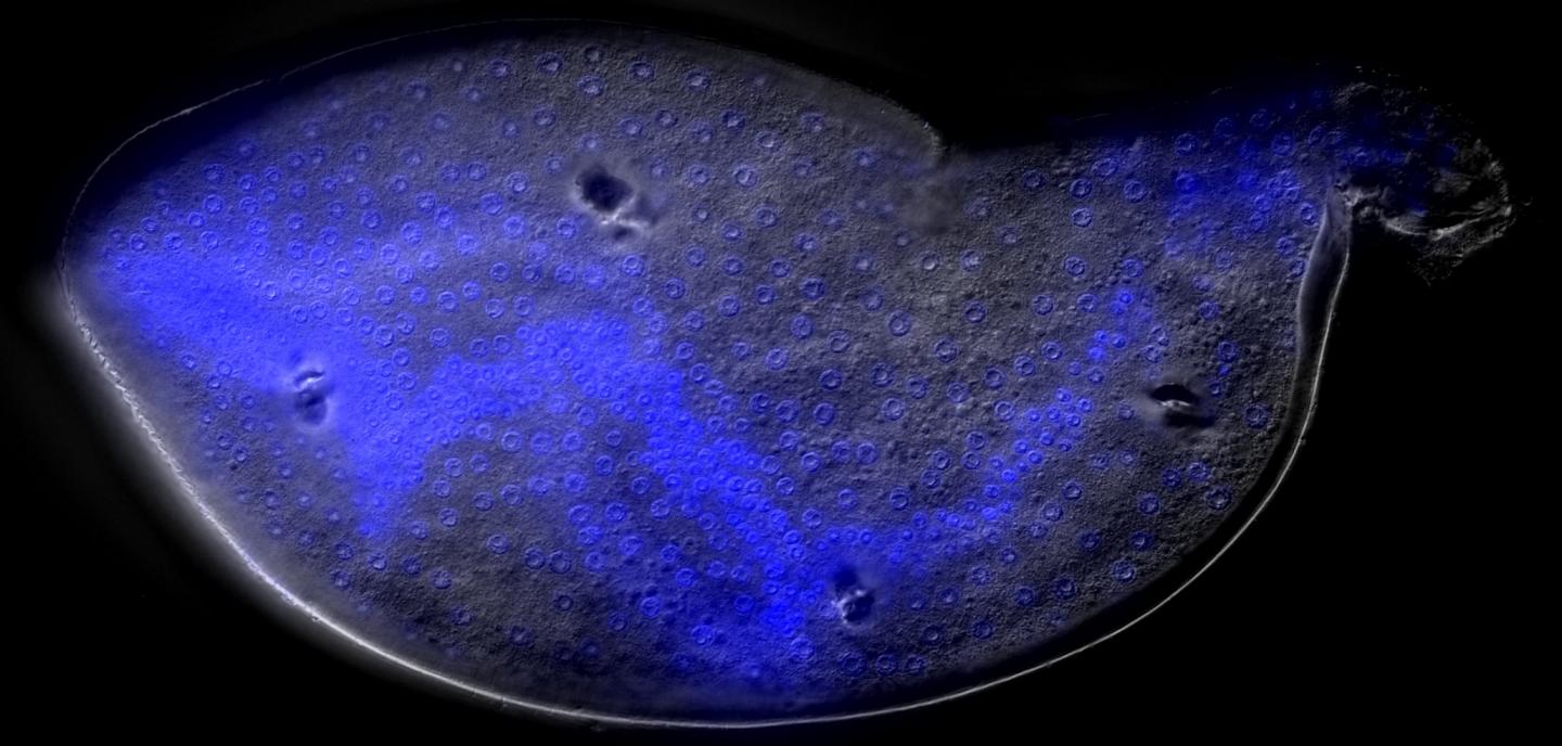 Female soybean cyst nematode showing seam cells in blue