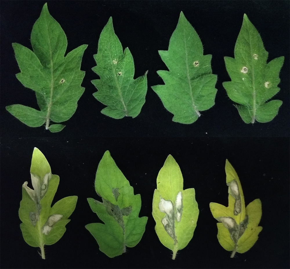 Shown here are two photos sets of tomato plant leaves, the top set of leaves have no pseudomonas infection and the bottom set of leaves have pseudomonas infection. 