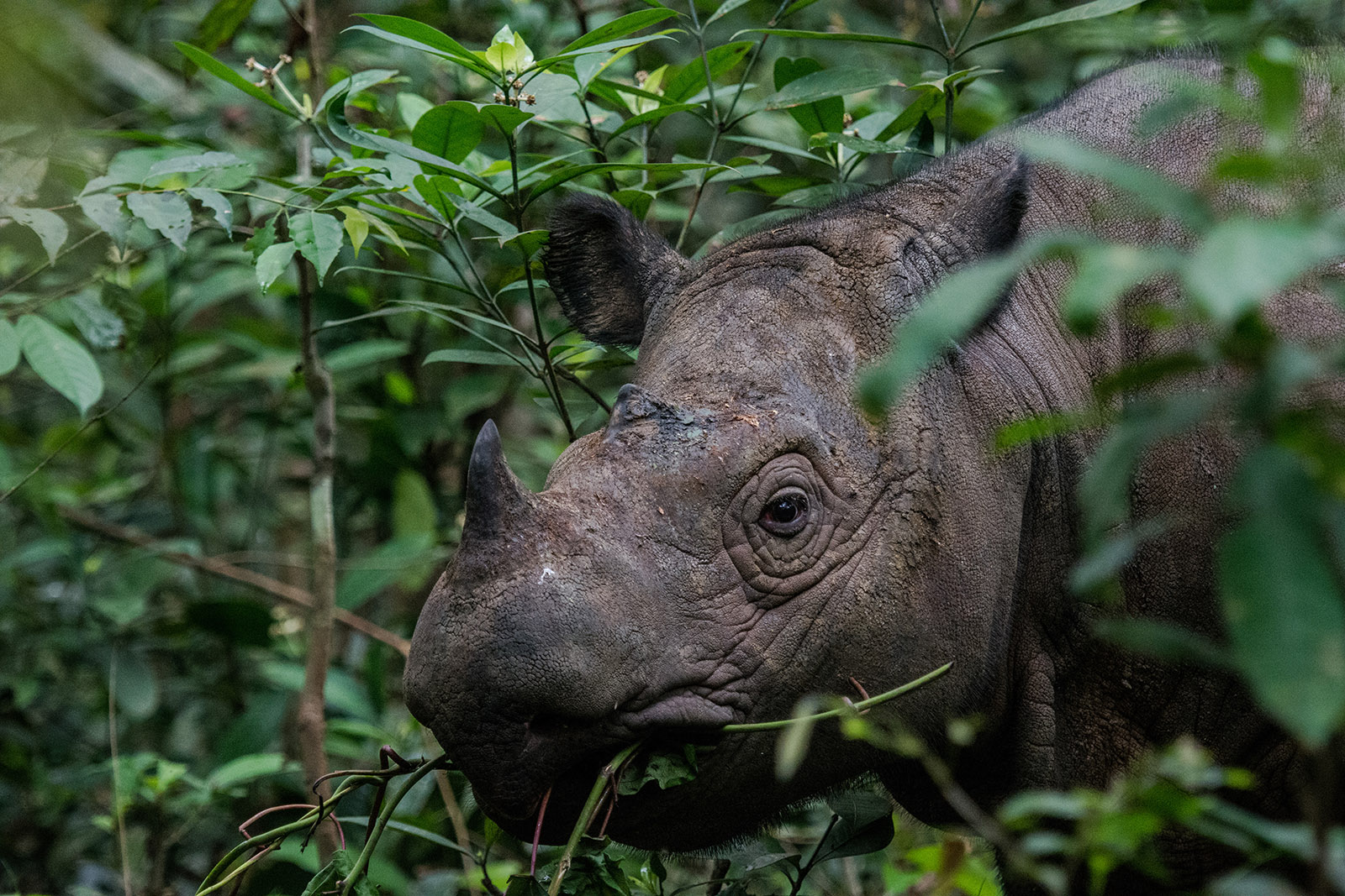 To save the Sumatran rhino, researchers urge conservationists to translocate the remaining rhinos and create a cell bank to preserve the species’ remaining genetic diversity.