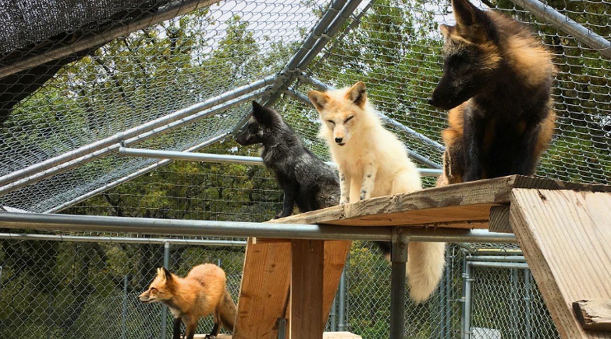 Foxes in enclosure