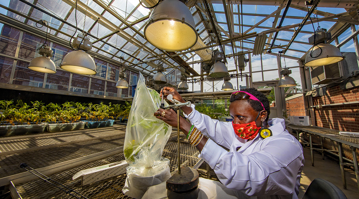 Entomology professor Esther Ngumbi studies how two varieties of tomato plants and tobacco hornworm larvae respond to flooding. The hornworm caterpillars are enclosed in plastic bags affixed to the tomato plants.