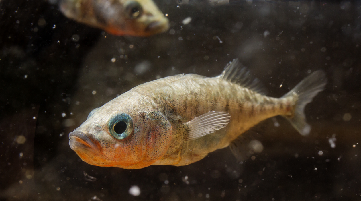 Three-spined sticklebacks interacting as part of study done by Alison Bell