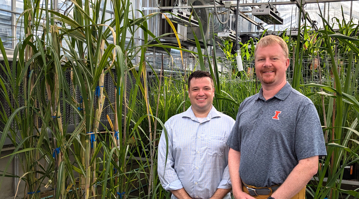 CABBI Director Andrew Leakey, right, and Postdoctoral Researcher Daniel Lunn with sugarcane, miscanthus, and sorghum plants in the CABBI greenhouse at the University of Illinois Urbana-Champaign. 