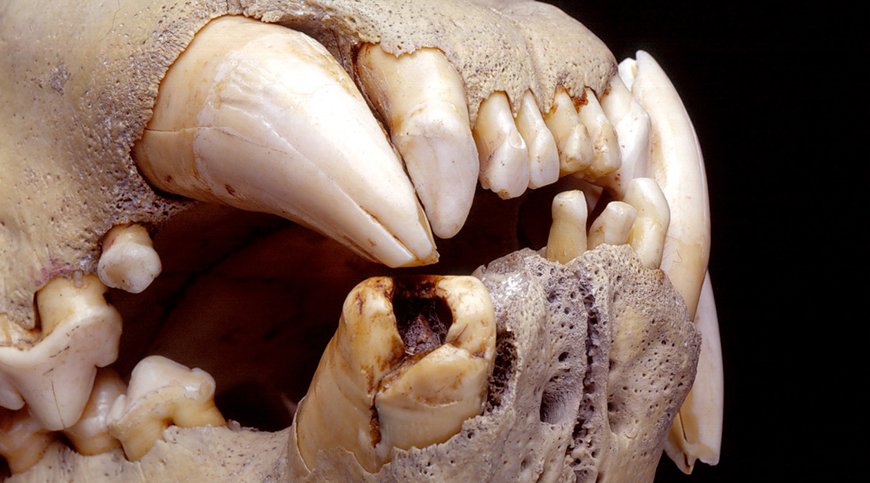 The lions’ teeth had been damaged during their lifetimes. Study co-author Thomas Gnoske found thousands of hairs embedded in the exposed cavities of the broken teeth.  Photo Z94320 courtesy Field Museum of Natural History in Chicago