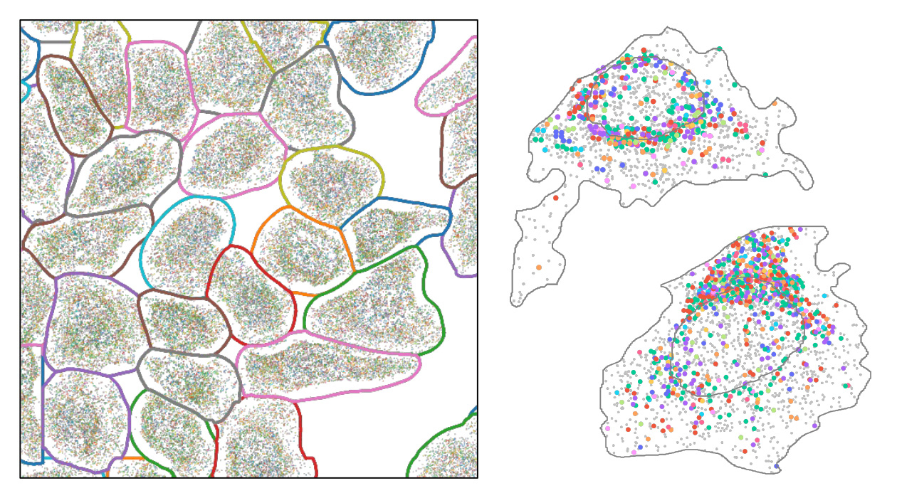 Spatial transcriptomics data from osteosarcoma cells. Left) A spatial map of the transcriptome segmented into individual cells using machine learning, with each dot representing a RNA transcript and each color indicating a different gene. Right) Genes associated with cytoskeleton and robunucleoprotein complexes are frequently colocalized.