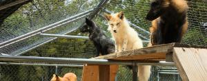 Foxes in enclosure
