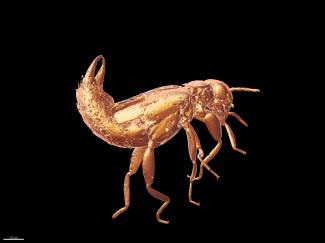 Earwig