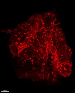 mouse adipose tissue