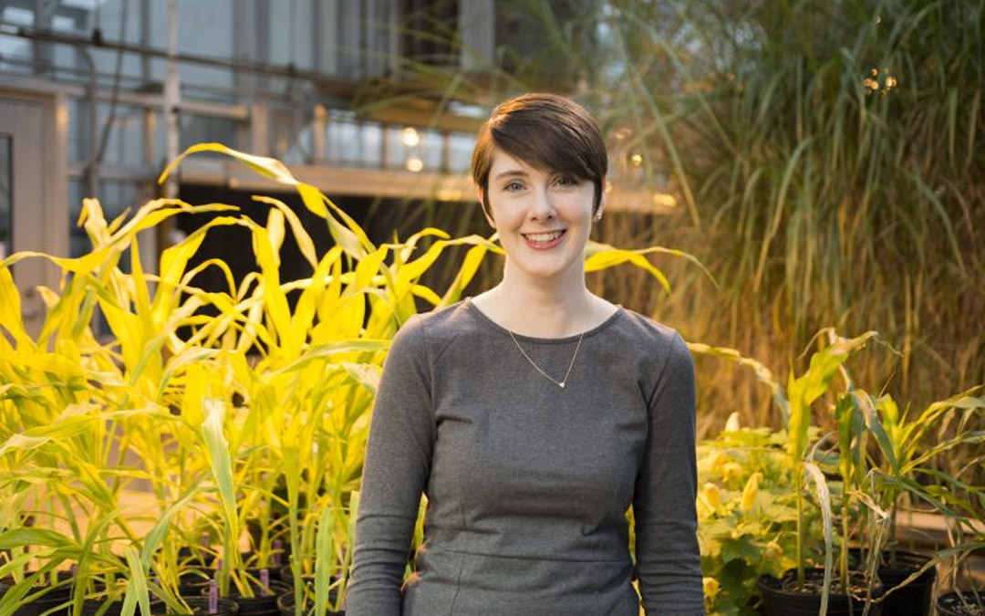 Over the next four years, Plant Biology Assistant Professor Amy Marshall-Colón will lead Crops in silico 2.0, a $5 million project funded by the Foundation for Food and Agriculture Research.
