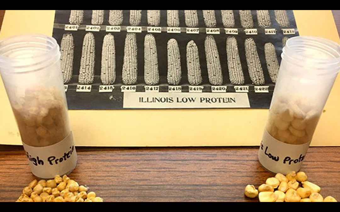 This photo, dated 1919, is from long-term experiment featuring seeds from both corn varieties.