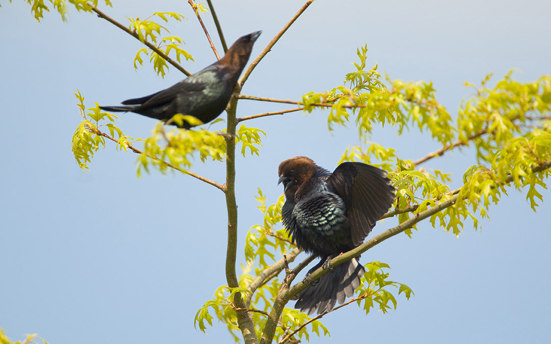 Two male cowbirds.