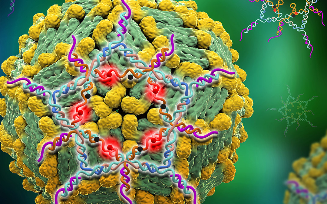 Star-shaped DNA binds onto a dengue virus and lights up to detect the virus in a blood test.