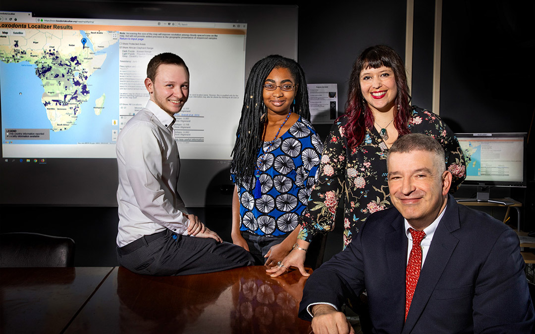 With their colleagues, University of Illinois animal sciences professor Alfred Roca, seated, with, from left, technician Cory Green and graduate students Tolu Perrin-Stowe and Alida de Flamingh, developed an online tool that can trace the origins of poached ivory more quickly than previous methods.