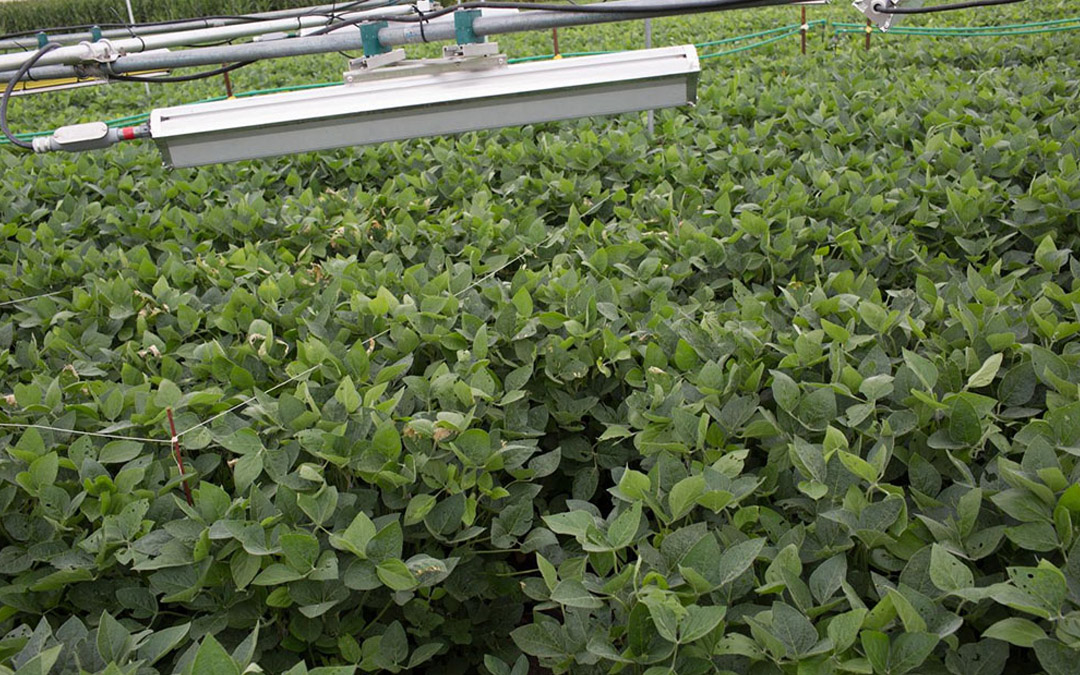 Soybeans grow under heaters used to mimic futuristic conditions. Their seeds suggest that rising temperatures may actually improve nutrition but decrease yields, according to a new study.