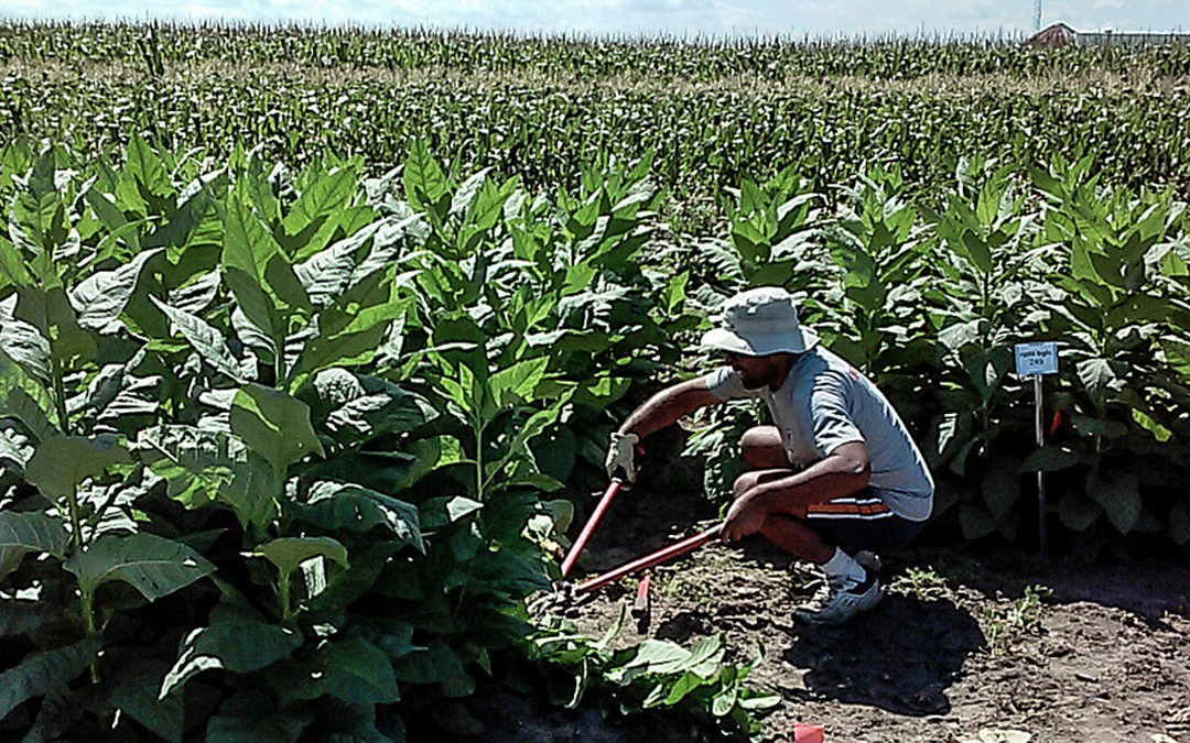 A team from Cornell University and the University of Illinois tested tobacco plants engineered to cheaply produce high-value proteins in real-world conditions over two years—and found no decreases in yield.