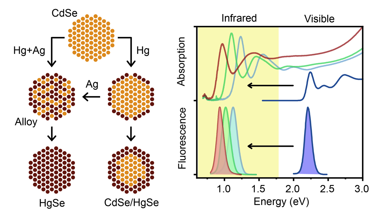 Schematic representation of CdSe nanocrystal exchange (left) and absorption spectra showing the shift of nanocrystals from the visible spectrum (CdSe) to the infrared (HgSe) (right).