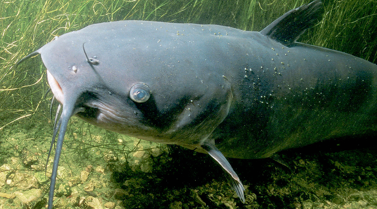 Channel catfish had the highest accumulation of PFAS in their tissues, the researchers found.  