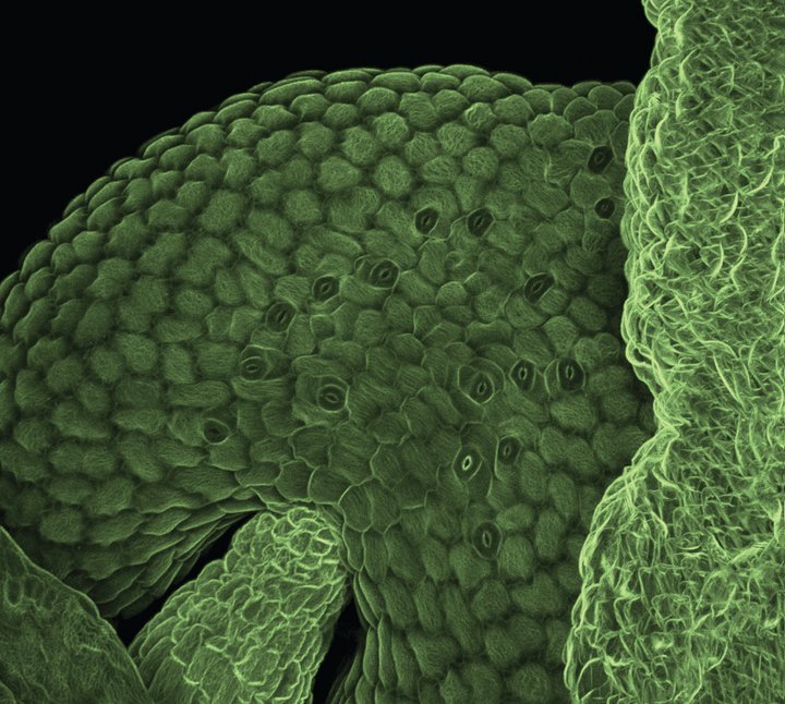 Green frontiers<br />
Zeiss LSM 710 Confocal Microscope