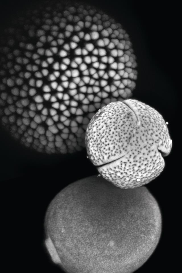 Floral Fingerprints<br />
Zeiss Apotome, Zeiss LSM 710 NLO