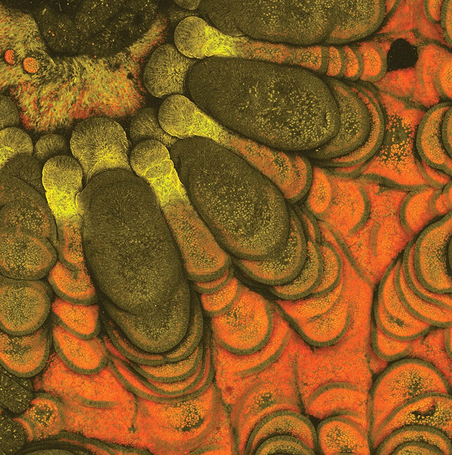 Coral communities<br />
Zeiss LSM 710 two photon microscope