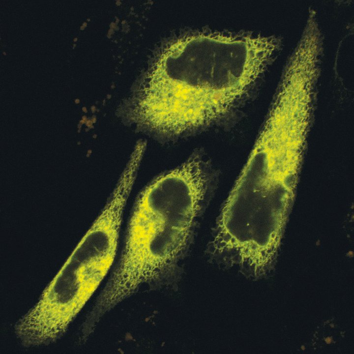 Cellular light switch<br />
Zeiss LSM 700 Confocal Microscope