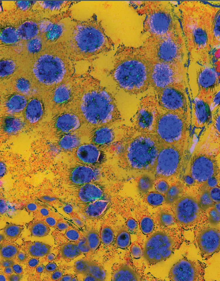 Nursery colors<br />
Zeiss LSM 700 Confocal Microscope