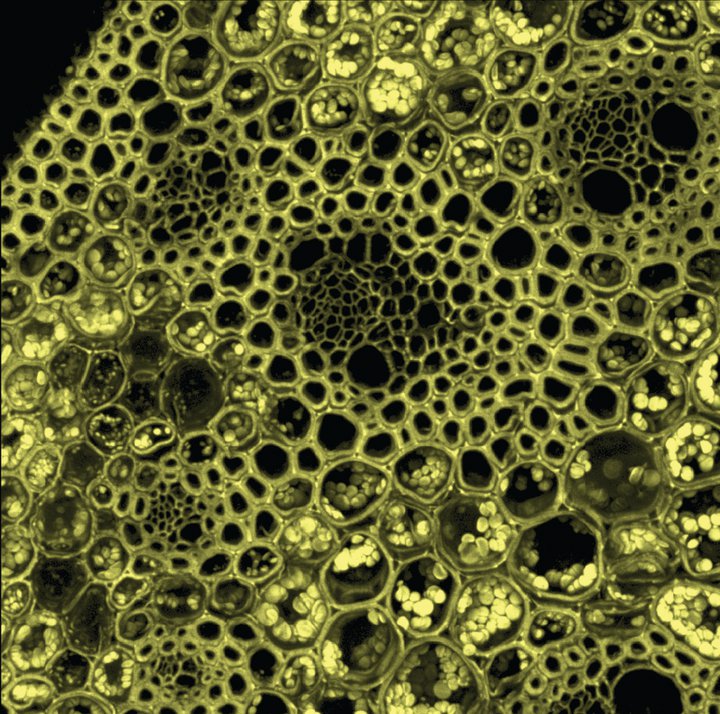 Biofuel highways<br />
Zeiss LSM 710 Confocal Microscope