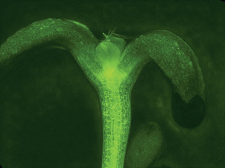 Depth of perception<br />
Zeiss LSM 710 Confocal Microscope