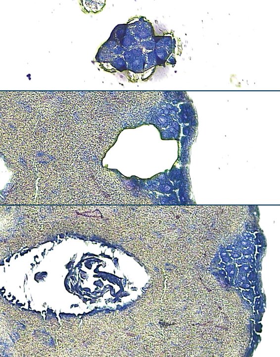 Hive mind<br />
Zeiss 710 LSM Confocal Microscope