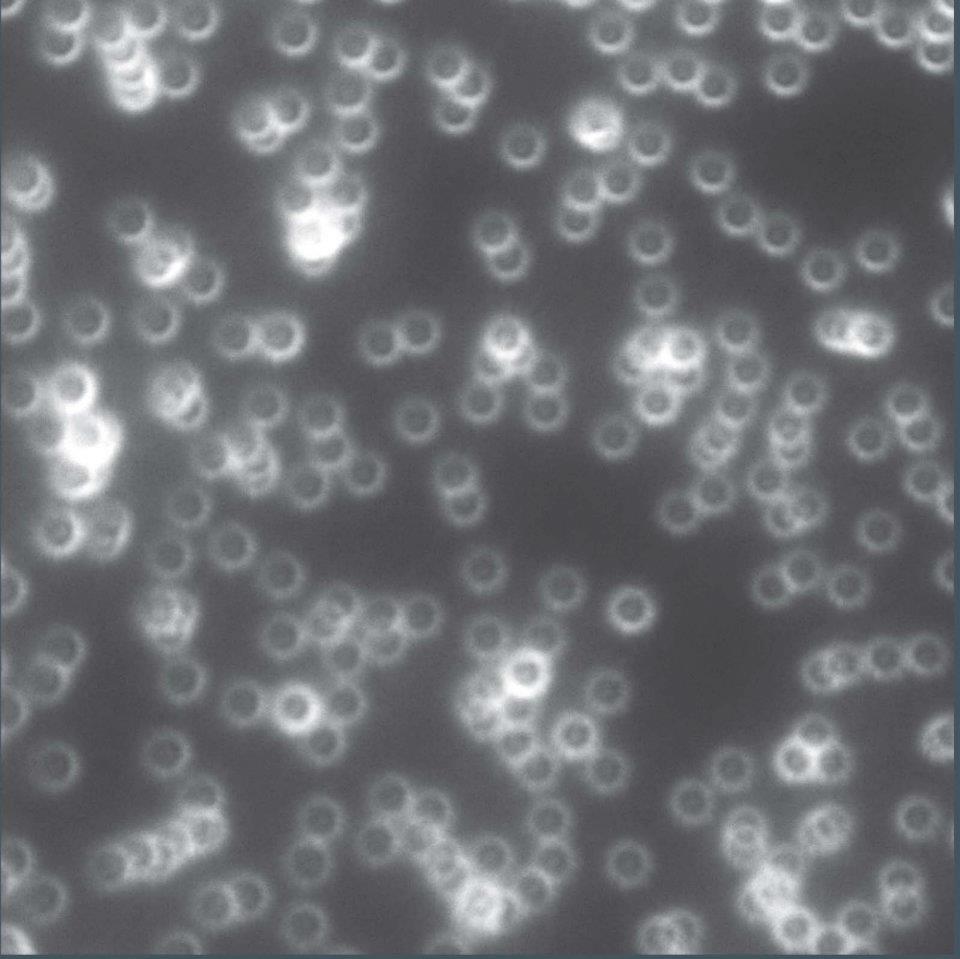 Distinction<br />
Zeiss LSM 710 Confocal Microscope