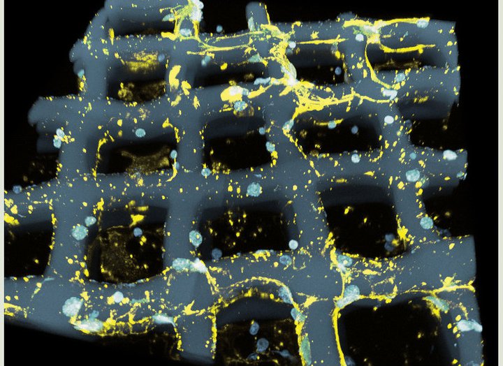 Nerve net<br />
Zeiss LSM 710 Confocal Microscope