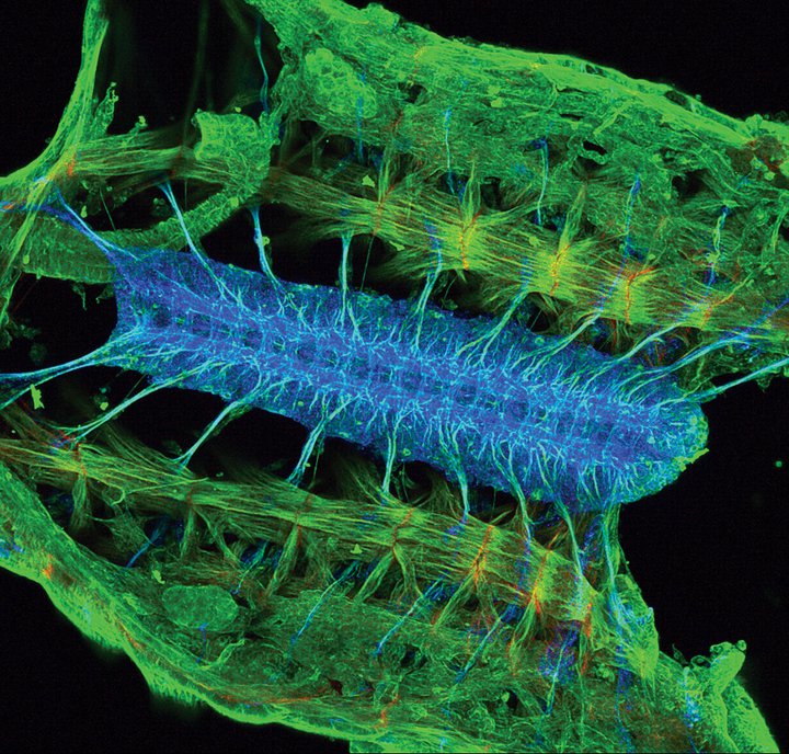 Tracing contacts<br />
Zeiss LSM 710 Confocal Microscope