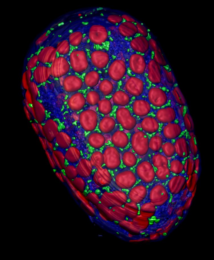 Opposing forces&nbsp;<br />
Zeiss LSM 700 Confocal Microscope and Imaris 3D Rendering Software