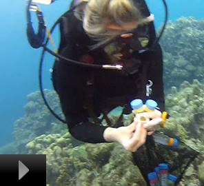 The Underwater World of Curaçao<br />
GoPro Video Camera