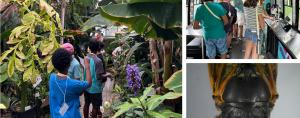 Campers practice identifying plants in the Conservatory Greenhouse on campus (left), and imaging plant and insect specimens on the mobile lab bus (top right). The bottom right shows a cicada viewed through a microscope. 
