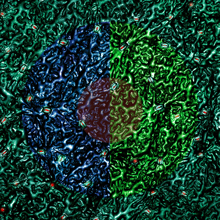 Profession of Hope 4<br />
Scientist Collaborator Grace Tan<br />
Andrew Leakey Laboratory Group<br />
MarSurf CM explorer<br />
Funded by the US Department of Energy