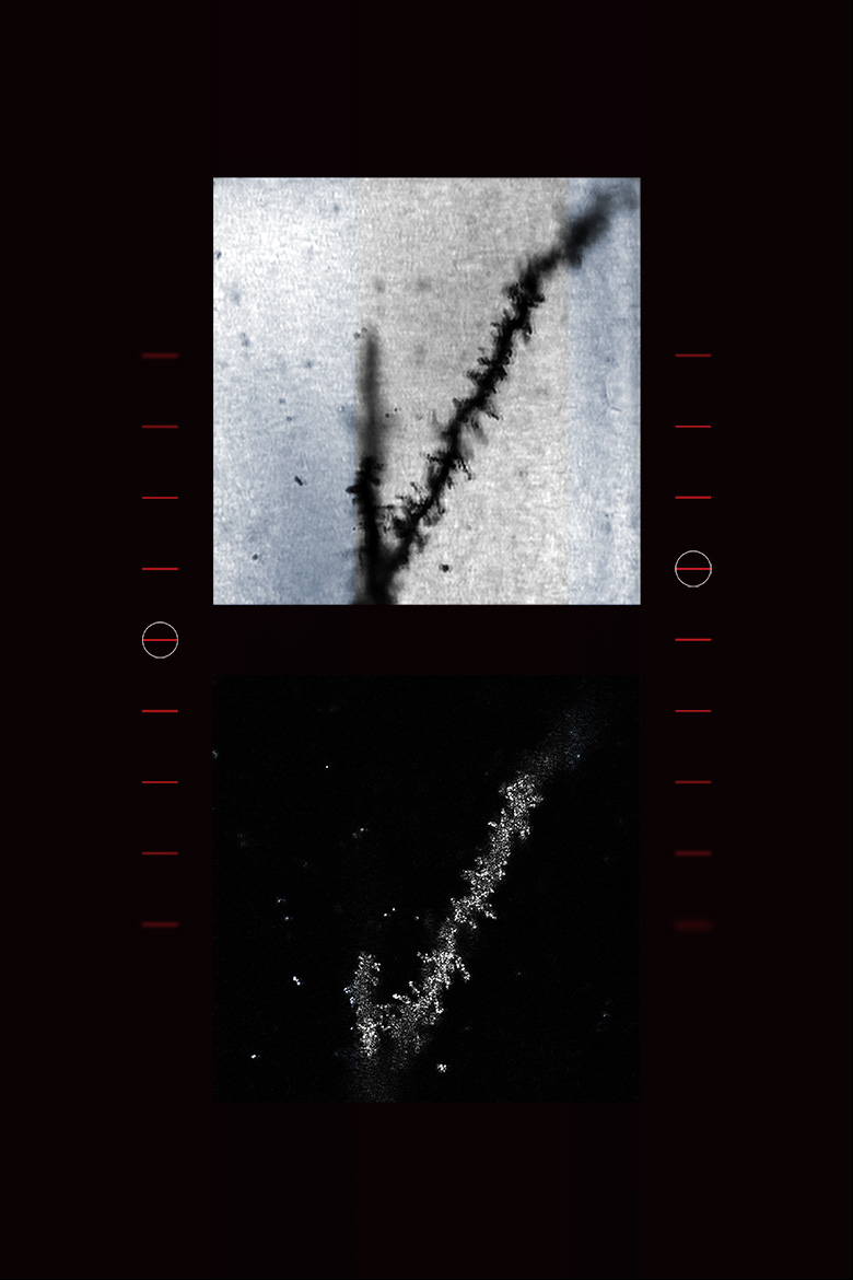 Shadow of a Shadow of a Shadow<br />
Scientist Collaborators Yee Ming Khaw, and Mayandi Sivaguru<br />
Makoto Inoue Laboratory Group<br />
Zeiss Axiovert 200M<br />
Funded by MI start up