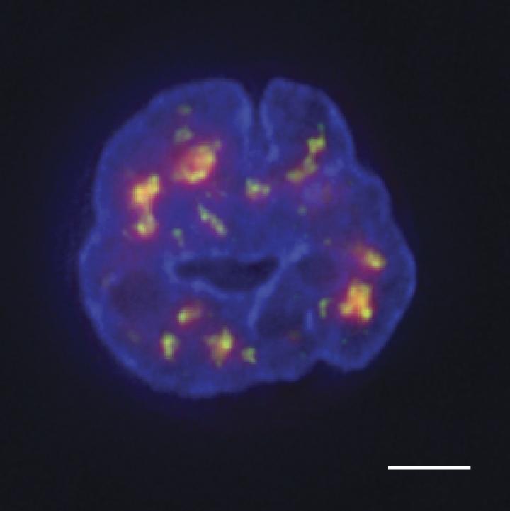 Targeting horseradish peroxidase to nuclear speckles (green) produces a diffuse cloud of tyramide-containing molecules (red) that can label nearby DNA (blue). Sequencing the DNA can produce a map of the genome’s organization.