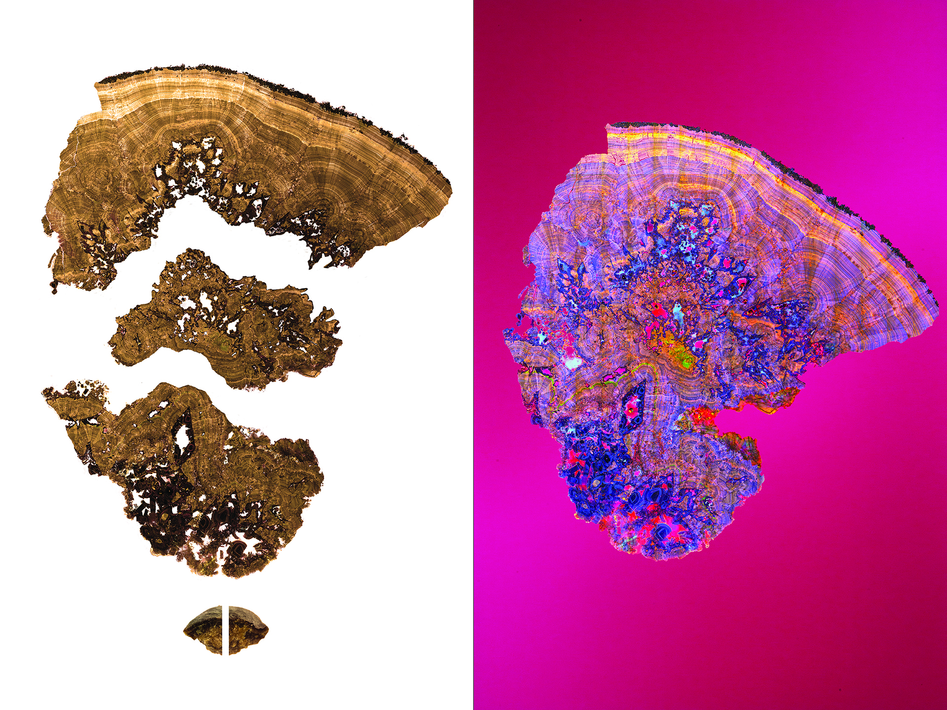 Zeiss LSM 880 Confocal Microscope<br />
Mayandi Sivaguru and Jessica Saw<br />
Bruce Fouke Laboratory<br />
Funded by the Mayo Clinic &amp; Illinois Alliance, the Mayo Clinic, and NASA