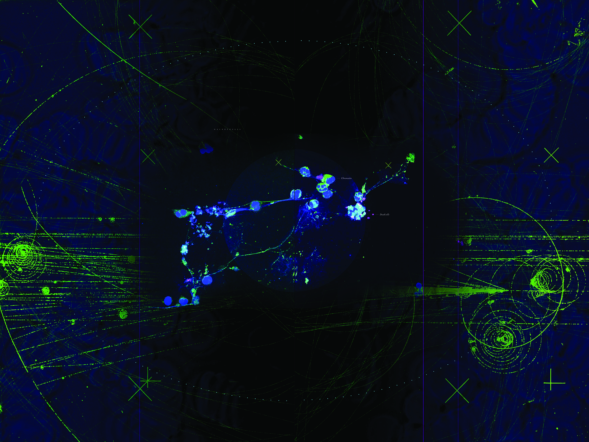 Zeiss LSM 700 Confocal Microscope<br />
Katie Van Etten and Jessica Brinkworth<br />
Jessica Brinkworth Laboratory<br />
Funded by the NSF